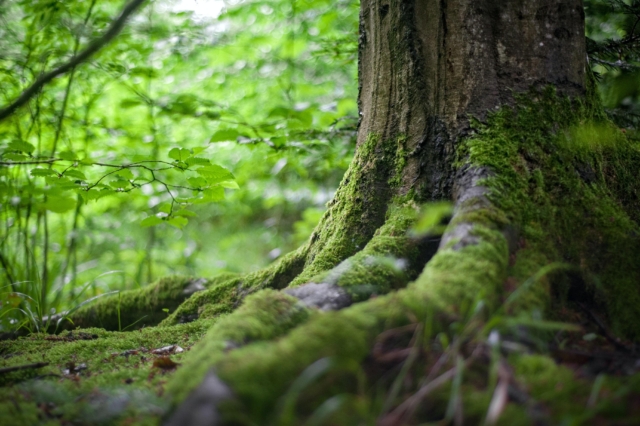 Wald Revierförster